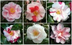 Lady Vansittart Multicolor Camellia Japonica - 6 Pack Of 1 Gallon Pots -Foxtail Plant Shop CamelliaLadyVasittart 2