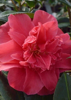 Laura Walker Camellia Japonica - 1 Gallon Pot -Foxtail Plant Shop Camillia Laura Walker