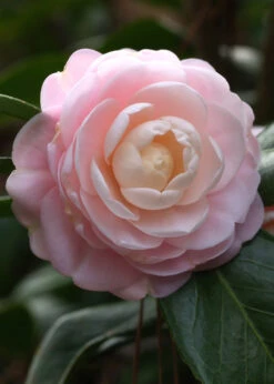 Pink Perfection Camellia Japonica - 2.5 Quart Pot -Foxtail Plant Shop Camillia Pink Perfection 1