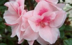 Autumn Belle Encore Azalea - 6 Pack Of 1 Gallon Pots -Foxtail Plant Shop Encore Azalea Autumn Belle 1