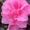 Autumn Carnation Encore Azalea - 6 Pack Of 1 Gallon Pots -Foxtail Plant Shop Encore Azalea Autumn Carnation 3 500x750 2