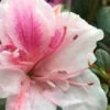 Autumn Chiffon Encore Azalea - 2 Gallon Pot -Foxtail Plant Shop Encore Azalea Autumn Chiffon 2 500x750 1