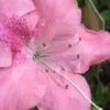 Autumn Debutante Encore Azalea - 6 Pack Of 1 Gallon Pots -Foxtail Plant Shop Encore Azalea Autumn Debutante 500x750 1