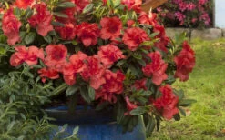 Autumn Embers Encore Azalea - 3 Gallon Pot 11 Autumn Embers Encore Azalea - 3 Gallon Pot -Foxtail Plant Shop Encore Azalea Autumn Embers 3 50 1