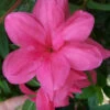 Autumn Empress Encore Azalea - 3 Gallon Pot -Foxtail Plant Shop Encore Azalea Autumn Empress 500x750 1