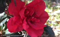 Autumn Fire Encore Azalea - 6 Pack Of 1 Gallon Pots -Foxtail Plant Shop Encore Azalea Autumn Fire WB 1