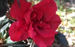 Autumn Fire Encore Azalea - 1 Gallon Pot -Foxtail Plant Shop Encore Azalea Autumn Fire WB