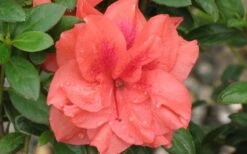 Autumn Monarch Encore Azalea - 3 Gallon Pot -Foxtail Plant Shop Encore Azalea Autumn Monarch 4 50 2