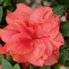 Autumn Monarch Encore Azalea - 2 Gallon Pot -Foxtail Plant Shop Encore Azalea Autumn Monarch 500x750 2