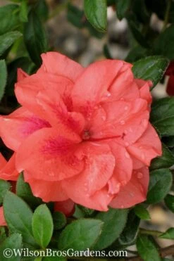 Autumn Monarch Encore Azalea - 2 Gallon Pot