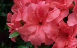 Autumn Princess Encore Azalea - 1 Gallon Pot -Foxtail Plant Shop Encore Azalea Autumn Princess