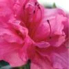 Autumn Rouge Encore Azalea - 1 Gallon Pot -Foxtail Plant Shop Encore Azalea Autumn Rouge 1 500x750 1