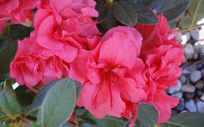 Autumn Rouge Encore Azalea - 1 Gallon Pot 5 Autumn Rouge Encore Azalea - 1 Gallon Pot - Image 5