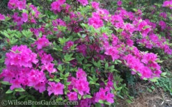 Autumn Royalty Encore Azalea - 2 Gallon Pot -Foxtail Plant Shop Encore Azalea Autumn Royalty 50