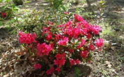 Autumn Ruby Encore Azalea - 6 Pack Of 1 Gallon Pots -Foxtail Plant Shop Encore Azalea Autumn Ruby 5 1