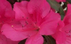 Autumn Sangria Encore Azalea - 2 Gallon Pot -Foxtail Plant Shop Encore Azalea Autumn Sangria 5