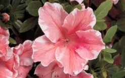 Autumn Sunburst Encore Azalea - 6 Pack Of 1 Gallon Pots -Foxtail Plant Shop Encore Azalea Autumn Sunburst 5