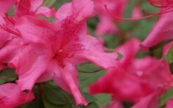 Autumn Sundance Encore Azalea - 1 Gallon Pot -Foxtail Plant Shop Encore Azalea Autumn Sundance 51