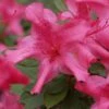Autumn Sundance Encore Azalea - 1 Gallon Pot -Foxtail Plant Shop Encore Azalea Autumn Sundance Rev 500x750 1