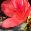 Autumn Sunset Encore Azalea - 1 Gallon Pot 15 Autumn Sunset Encore Azalea - 1 Gallon Pot -Foxtail Plant Shop Encore Azalea Autumn Sunset 2 500x750 1