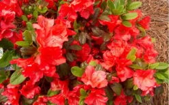 Autumn Sunset Encore Azalea - 1 Gallon Pot -Foxtail Plant Shop Encore Azalea Autumn Sunset 5