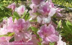 Autumn Sweetheart Encore Azalea - 1 Gallon Pot -Foxtail Plant Shop Encore Azalea Autumn Sweetheart 51