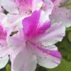 Autumn Twist Encore Azalea - 2 Gallon Pot -Foxtail Plant Shop Encore Azalea Autumn Twist Rev 500x750 2