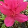 Autumn Carnival Encore Azalea - 1 Gallon Pot -Foxtail Plant Shop Encore Azalea Autumn UNKNOWN 4 500x750 2
