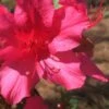 Autumn Sangria Encore Azalea - 2 Gallon Pot -Foxtail Plant Shop Encore Azalea Autumn UNKNOWN 500x750 1