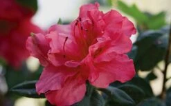 Autumn Rouge Encore Azalea - 1 Gallon Pot 8 Autumn Rouge Encore Azalea - 1 Gallon Pot -Foxtail Plant Shop Encore Azalea Autumn20Rouge