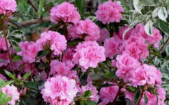 Autumn Carnation Encore Azalea - 6 Pack Of 1 Gallon Pots 7 Autumn Carnation Encore Azalea - 6 Pack Of 1 Gallon Pots -Foxtail Plant Shop Encore Azalea Carnation 1 1