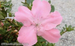 Autumn Debutante Encore Azalea - 2 Gallon Pot -Foxtail Plant Shop Encore Azalea Debutante 3 50 2