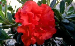 Autumn Embers Encore Azalea - 3 Gallon Pot 10 Autumn Embers Encore Azalea - 3 Gallon Pot -Foxtail Plant Shop Encore Azalea Embers 1 1