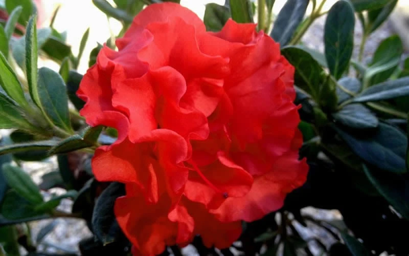 Autumn Embers Encore Azalea - 3 Gallon Pot 5 Autumn Embers Encore Azalea - 3 Gallon Pot - Image 5