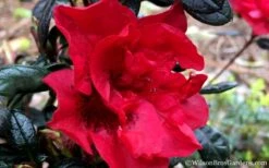 Autumn Fire Encore Azalea - 1 Gallon Pot -Foxtail Plant Shop Encore Azalea Fire