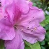 Autumn Lilac Encore Azalea - 1 Gallon Pot -Foxtail Plant Shop Encore Azalea Lilac 2 500x750 1