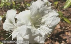 Autumn Moonlight Encore Azalea - 1 Gallon Pot -Foxtail Plant Shop Encore Azalea Moonlight 5