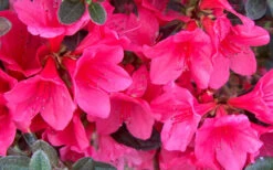 Autumn Ruby Encore Azalea - 6 Pack Of 1 Gallon Pots -Foxtail Plant Shop Encore Azalea Ruby 1