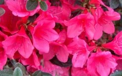 Autumn Ruby Encore Azalea - 1 Gallon Pot -Foxtail Plant Shop Encore Azalea Ruby