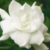 August Beauty Gardenia - 2.5 Quart Pot -Foxtail Plant Shop Gardenia August Beauty 5 500x750 5