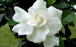 August Beauty Gardenia - 1 Gallon Pot 10 August Beauty Gardenia - 1 Gallon Pot -Foxtail Plant Shop Gardenia August Beauty Flower Closeup
