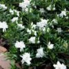 Radicans Creeping Dwarf Gardenia - 6 Pack Of 1 Gallon Pots -Foxtail Plant Shop Gardenia Creeping 22