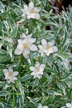 Variegated Creeping Dwarf Gardenia - 6 Pack Of 1 Gallon Pots