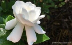 Crown Jewel Gardenia - 1 Gallon Pot 14 Crown Jewel Gardenia - 1 Gallon Pot -Foxtail Plant Shop Gardenia Crown Jewel 4