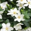 Hardy Fragrant Daisy Gardenia Bush - 2.5 Quart Pot -Foxtail Plant Shop Gardenia Daisy 20 3