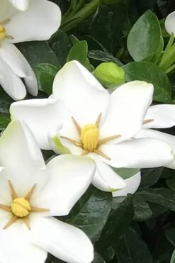 Hardy Fragrant Daisy Gardenia Bush - 2.5 Quart Pot -Foxtail Plant Shop Gardenia Daisy 21 3