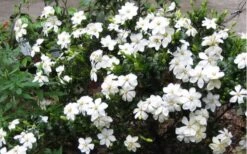 Hardy Fragrant Daisy Gardenia Bush - 6 Pack Of 1 Gallon Pots -Foxtail Plant Shop Gardenia Daisy Blooms 2 1