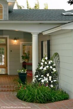 Diamond Spire Gardenia - 2 Gallon Pot -Foxtail Plant Shop Gardenia Diamond Spire 5