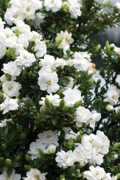 Double Mint Gardenia - 6 Pack Of 1 Gallon Pots -Foxtail Plant Shop Gardenia Double Mint 2