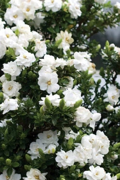 Double Mint Gardenia - 6 Pack Of 1 Gallon Pots -Foxtail Plant Shop Gardenia Double Mint 2 4